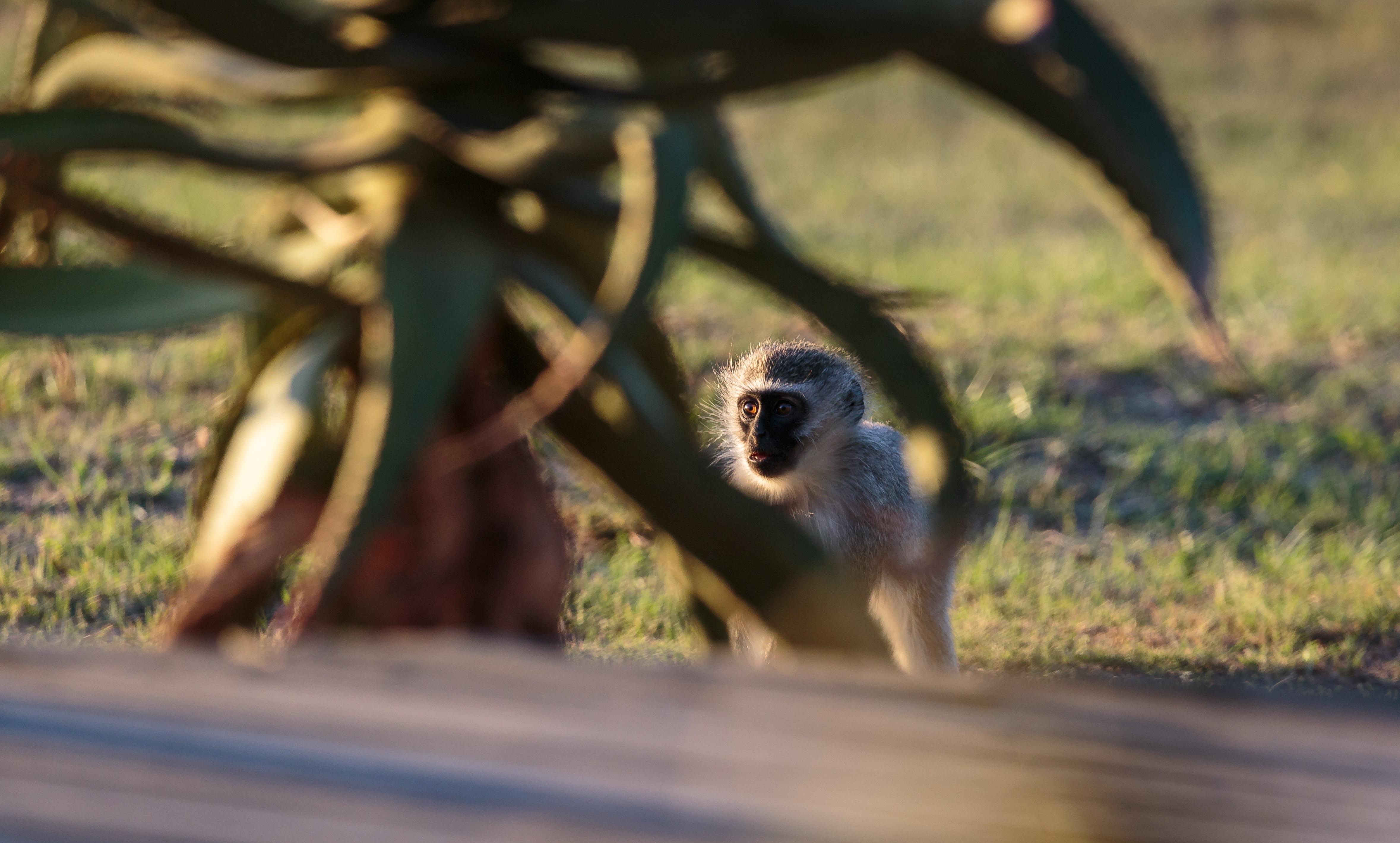 Hlosi Game Lodge - Amakhala Game Reserve Buyskloof Ngoại thất bức ảnh