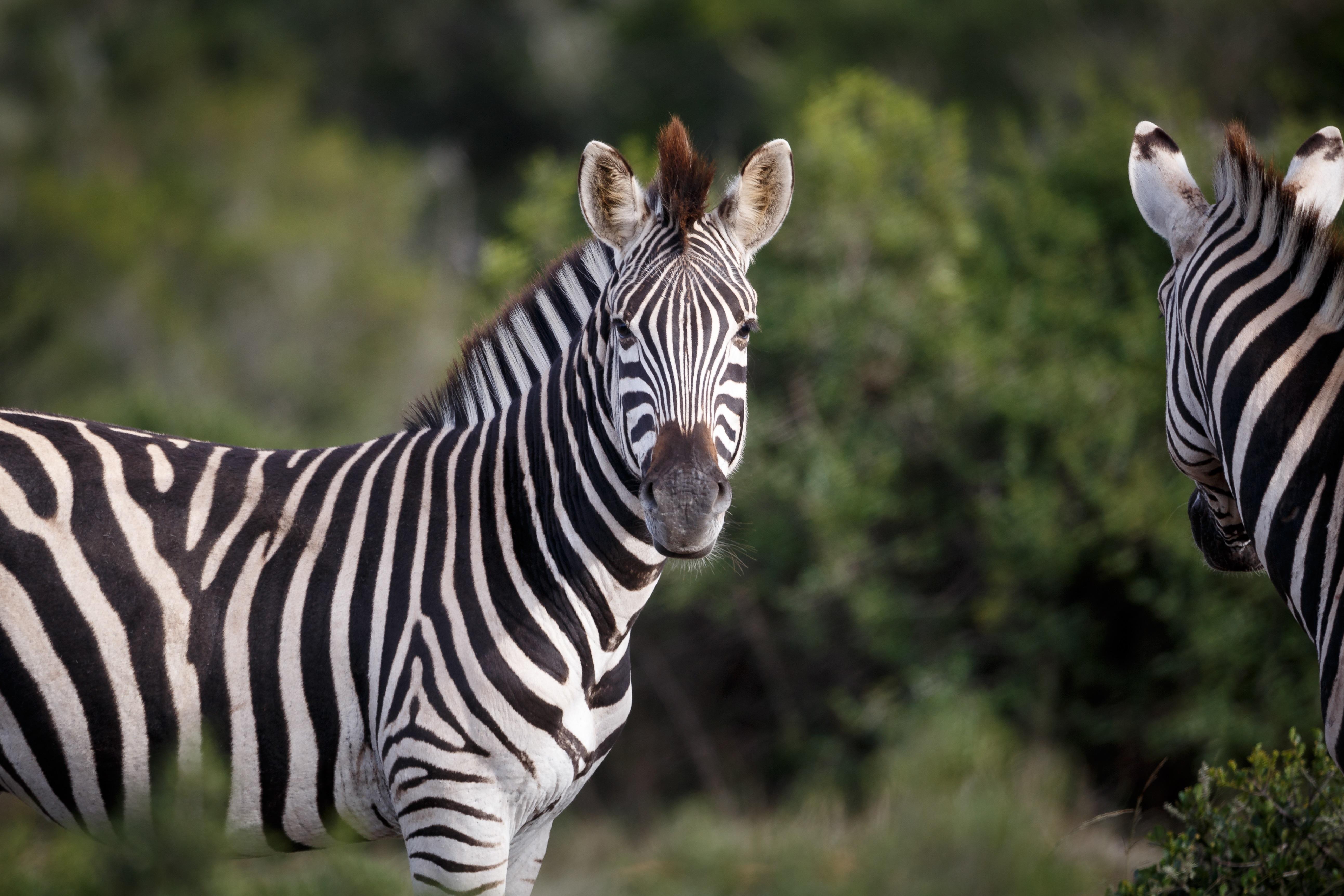 Hlosi Game Lodge - Amakhala Game Reserve Buyskloof Ngoại thất bức ảnh