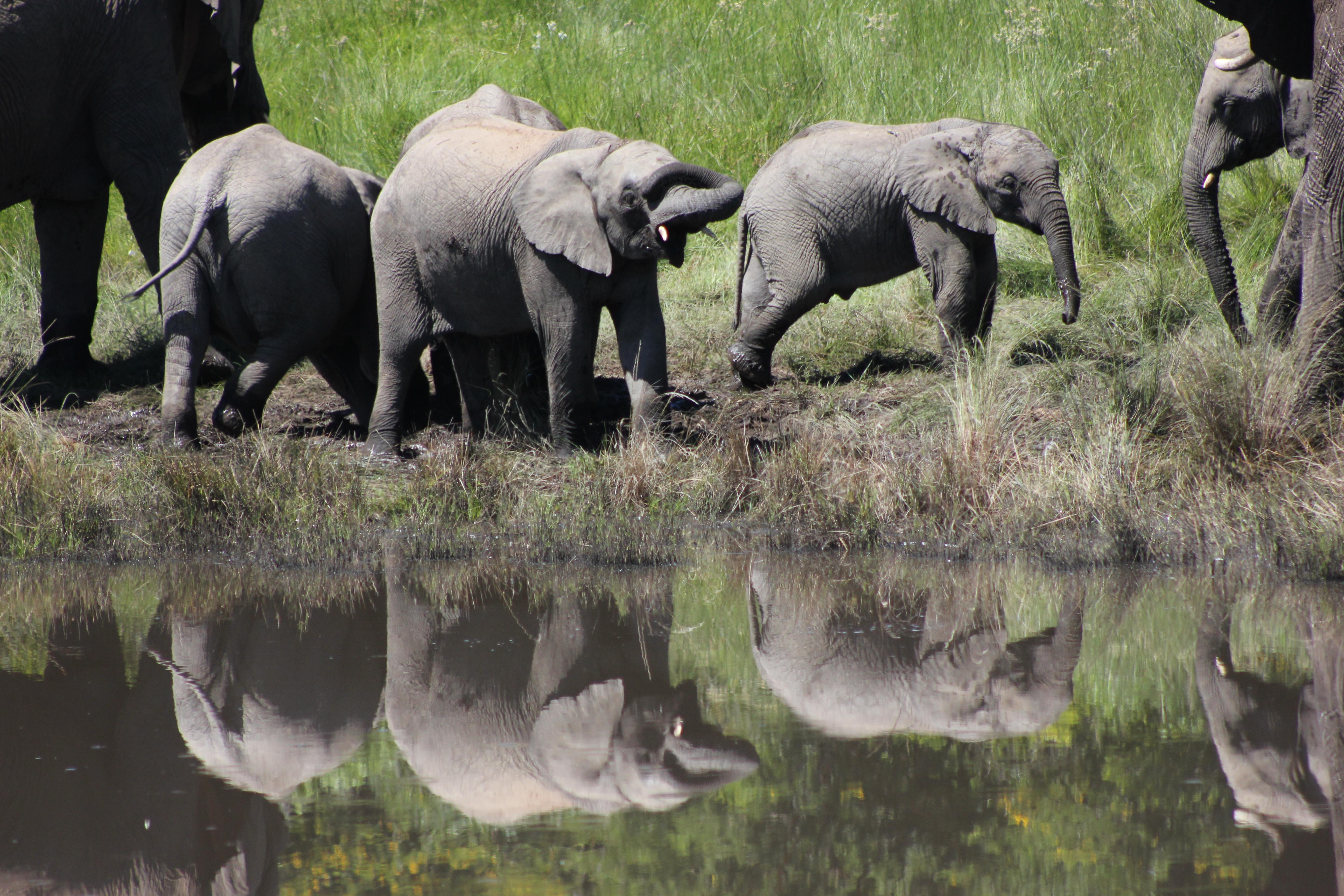 Hlosi Game Lodge - Amakhala Game Reserve Buyskloof Ngoại thất bức ảnh