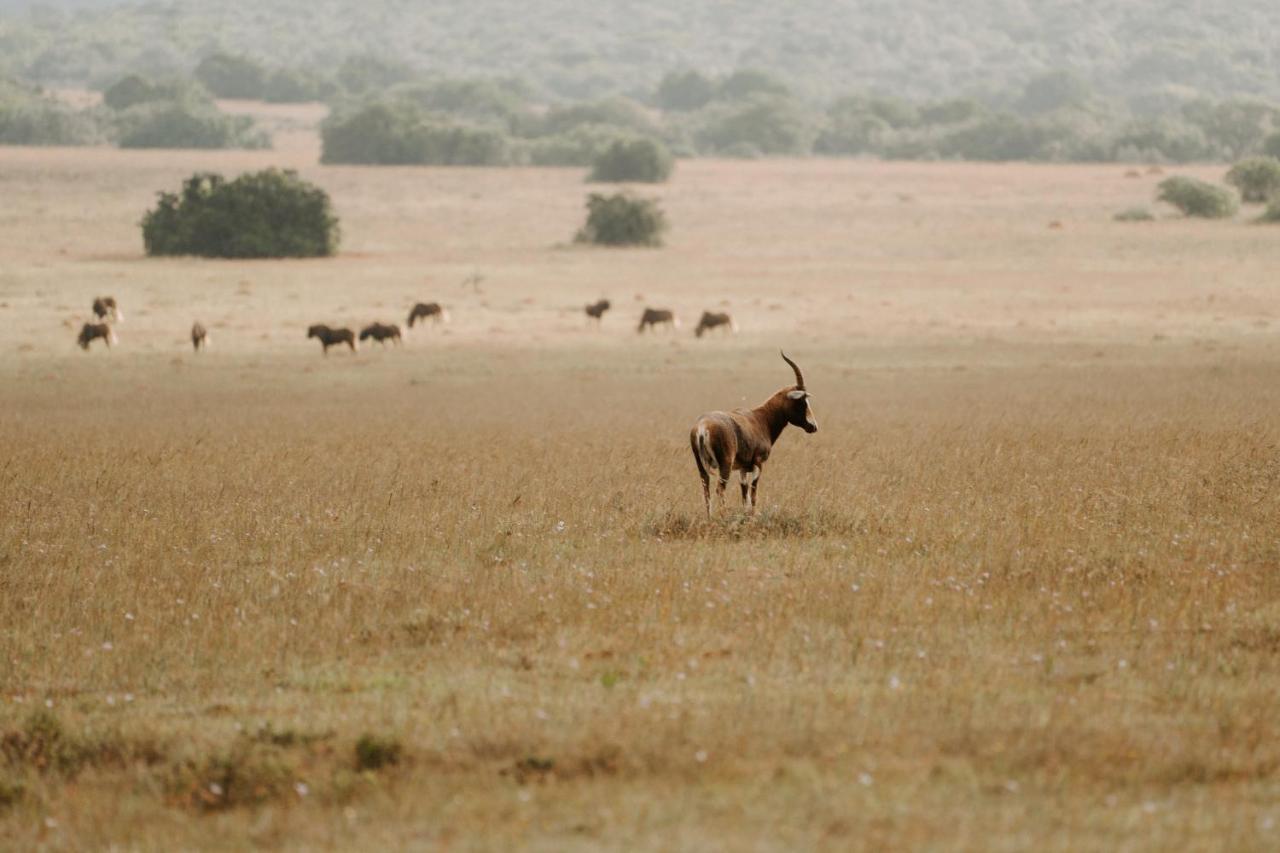 Hlosi Game Lodge - Amakhala Game Reserve Buyskloof Ngoại thất bức ảnh