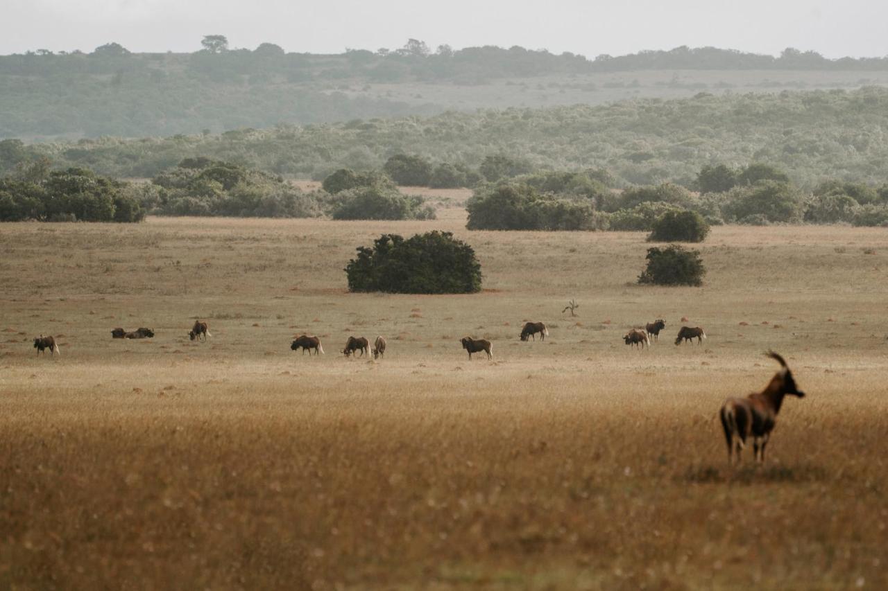 Hlosi Game Lodge - Amakhala Game Reserve Buyskloof Ngoại thất bức ảnh