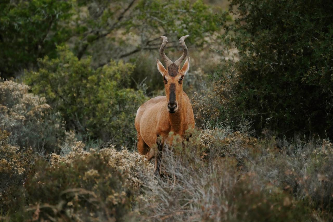 Hlosi Game Lodge - Amakhala Game Reserve Buyskloof Ngoại thất bức ảnh