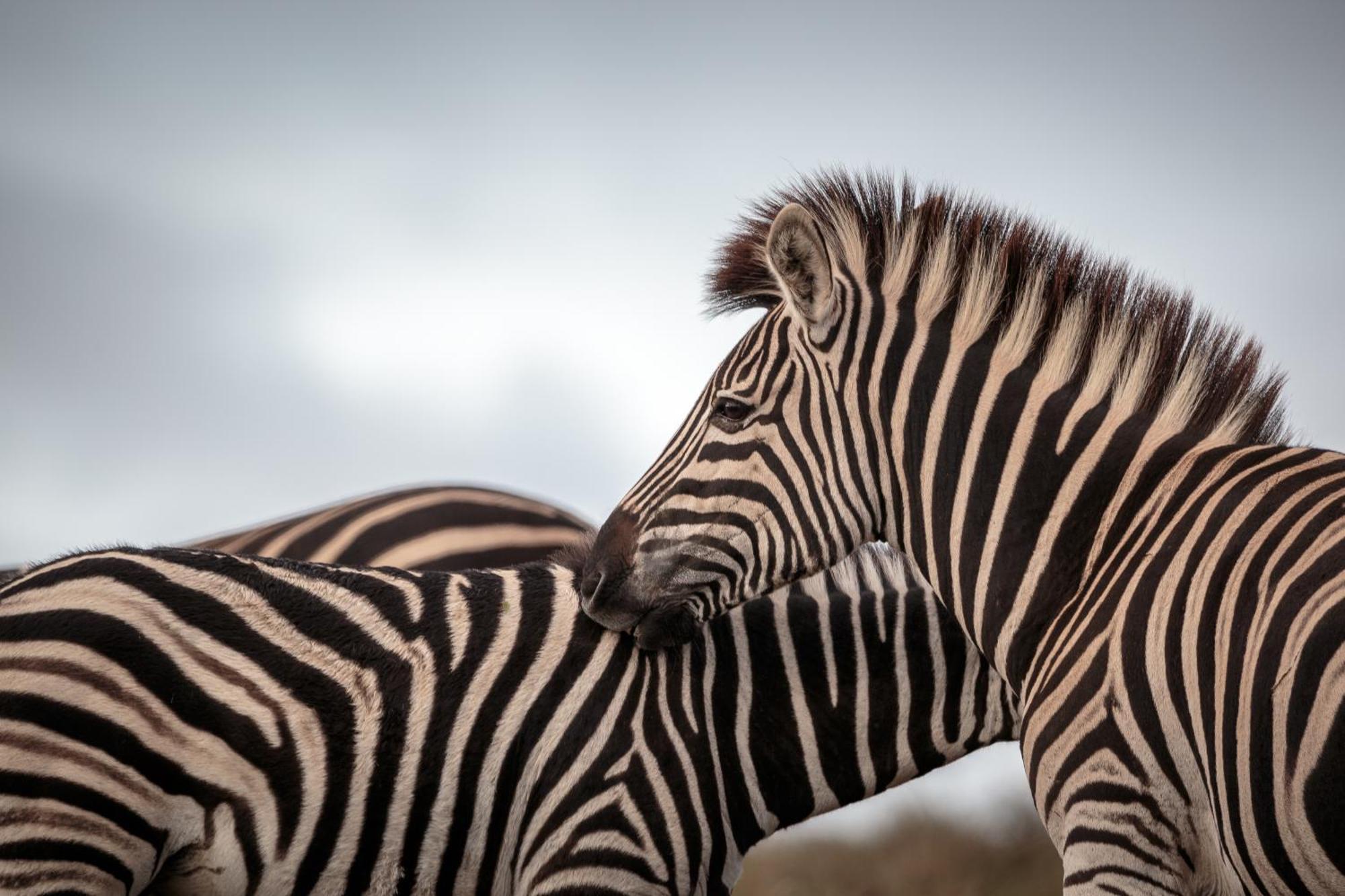 Hlosi Game Lodge - Amakhala Game Reserve Buyskloof Ngoại thất bức ảnh